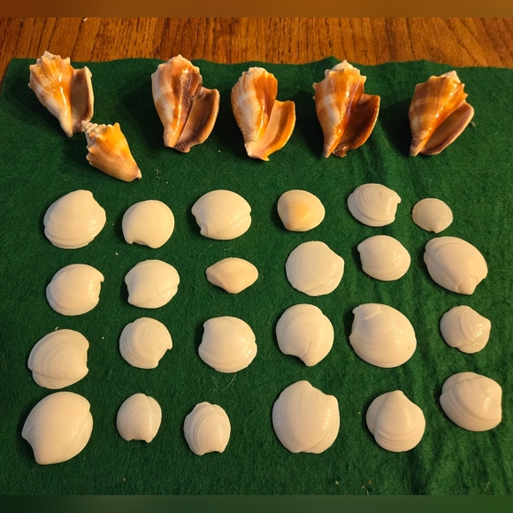 Lot of 30 Sea Shells 6 Conch 24 Clam White Shells 4 Crafts Aquarium & Terrarium - Picture 2 of 3